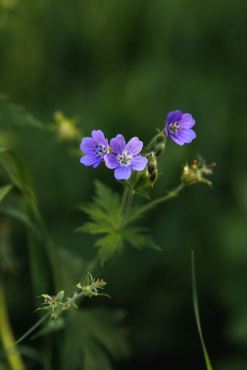 Free Beautiful macro shot of a purple flower with green foliage, perfect for nature lovers. Stock Photo