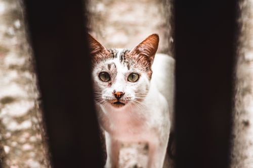 Free From above of attentive white cat on dirty street looking at camera in daylight Stock Photo