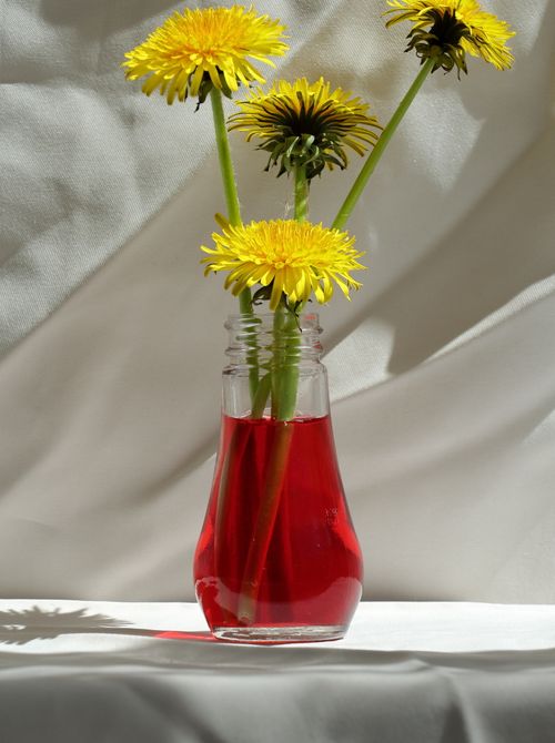 Free Bright yellow dandelions in a glass vase filled with red liquid create a striking contrast. Stock Photo