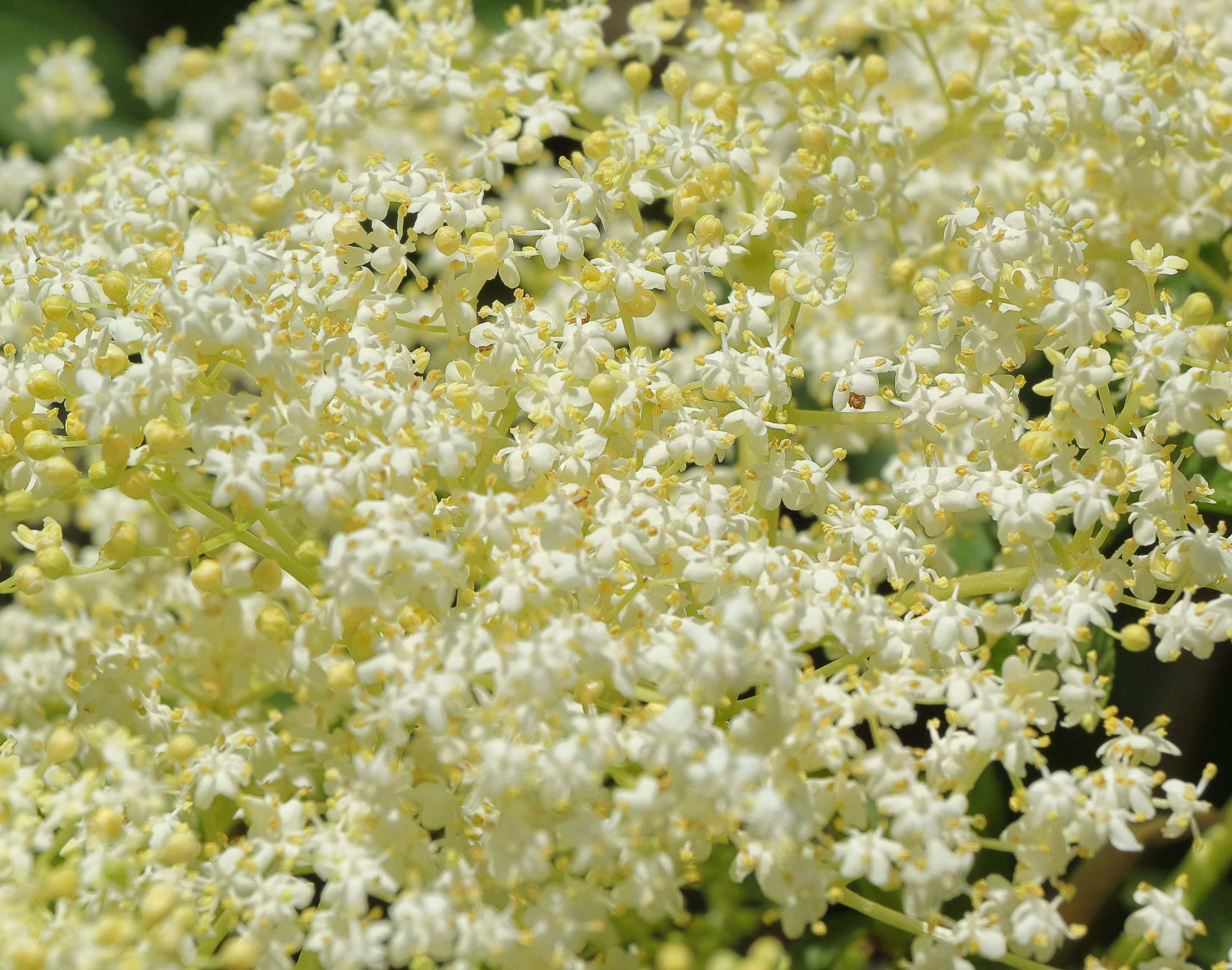 Elder Flower Plant Profile