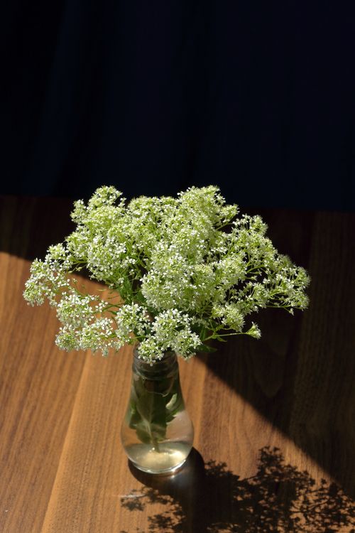 Free A delicate bouquet of white flowers elegantly arranged in a glass vase on a wooden table. Stock Photo