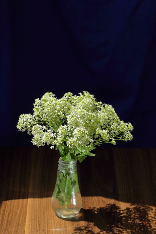 Free A bouquet of white wildflowers arranged in a glass vase, placed on a wooden table against a dark background. Stock Photo