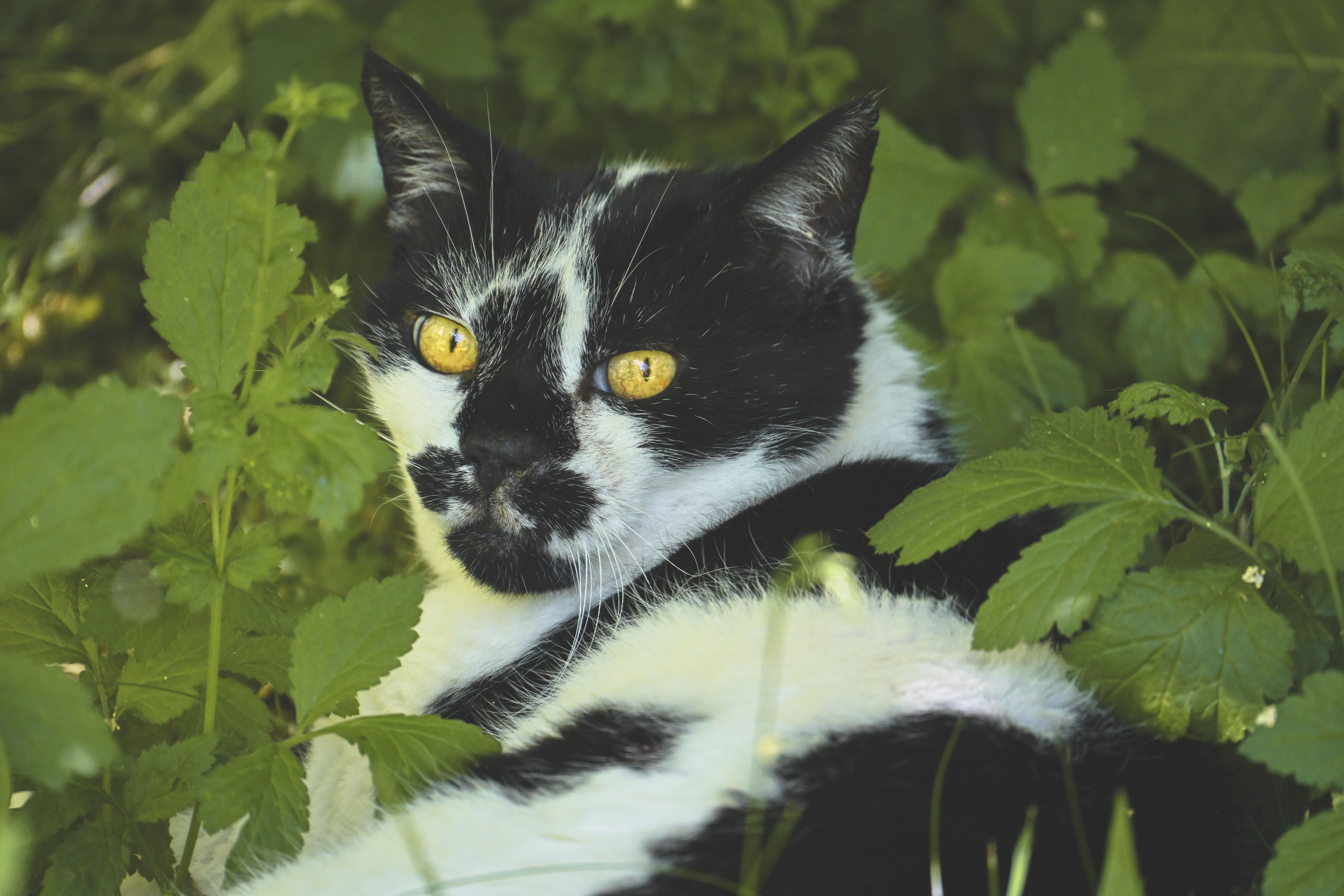 Portrait of a cat at a veterinary clinic