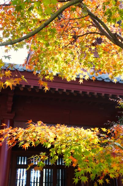 Red maple leaves framing an ornate temple facade in autumn, photo by gang liang on Pexels