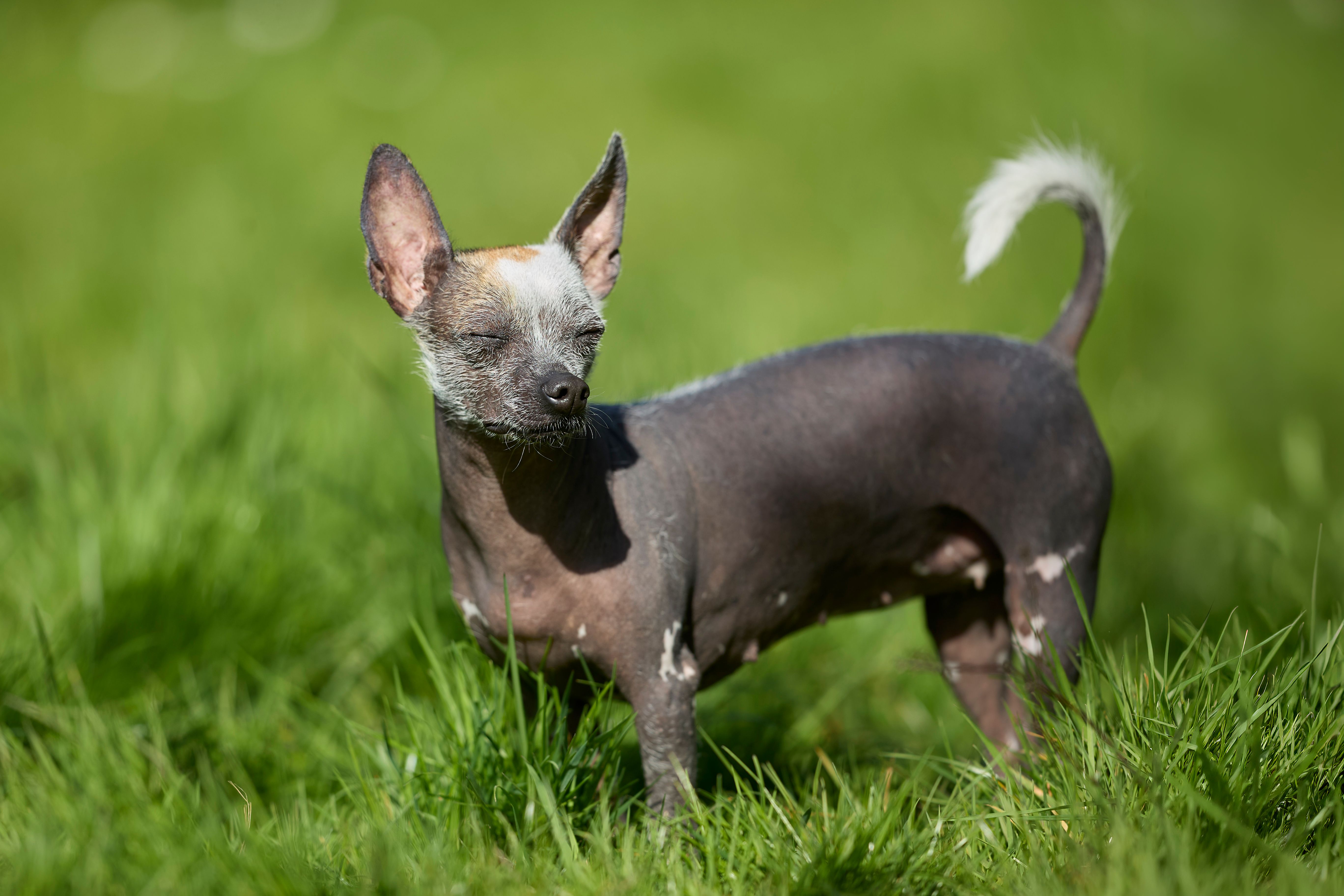 A Peruvian Hairless Dog enjoys a sunny day on lush green grass.