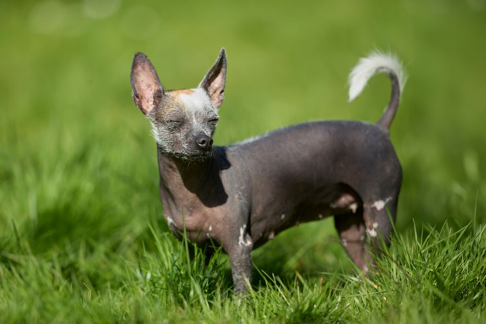 Peruvian Hairless Dog, photo 3