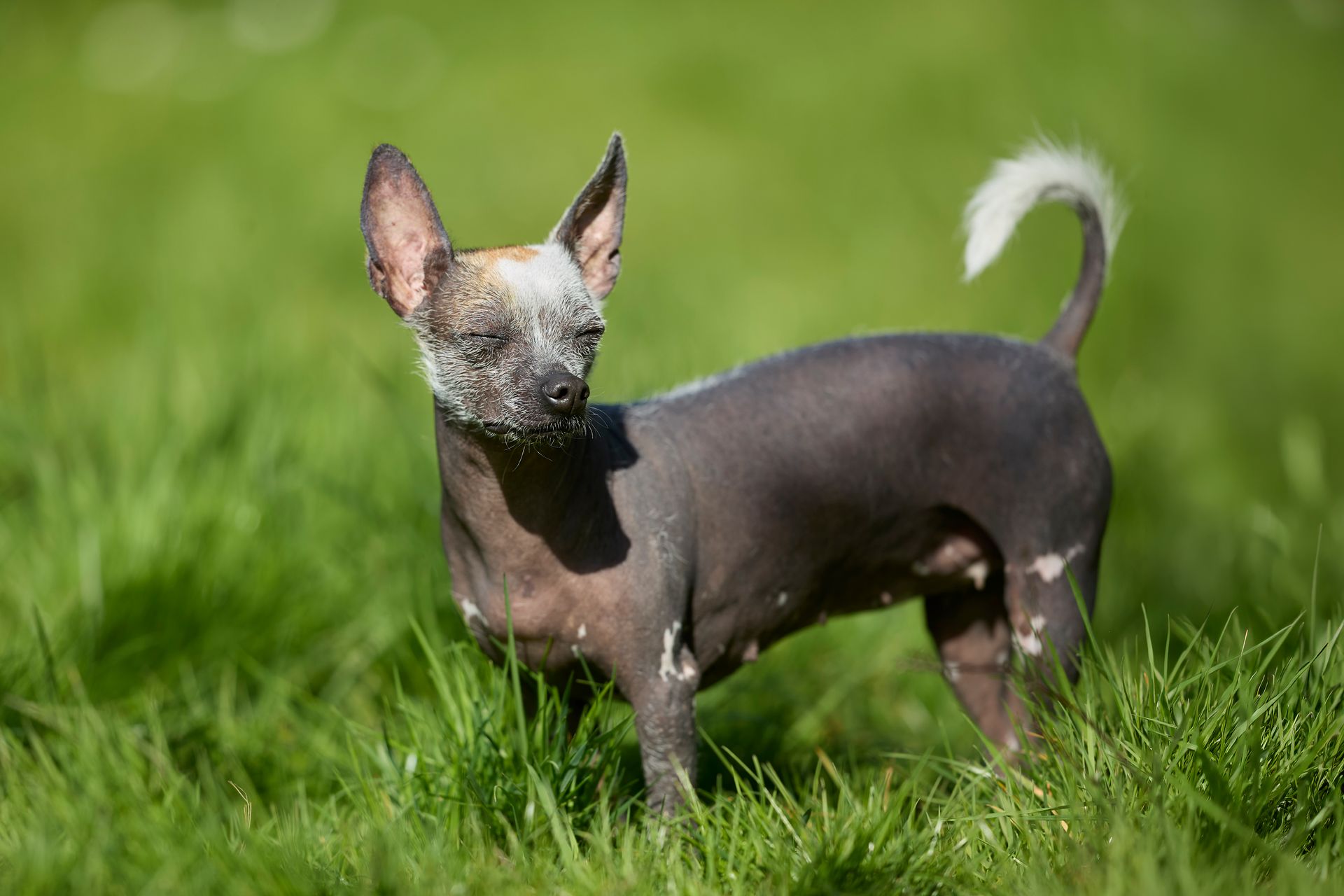 A Peruvian Hairless Dog