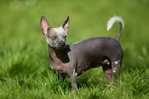 Free A Peruvian Hairless Dog enjoys a sunny day on lush green grass. Stock Photo