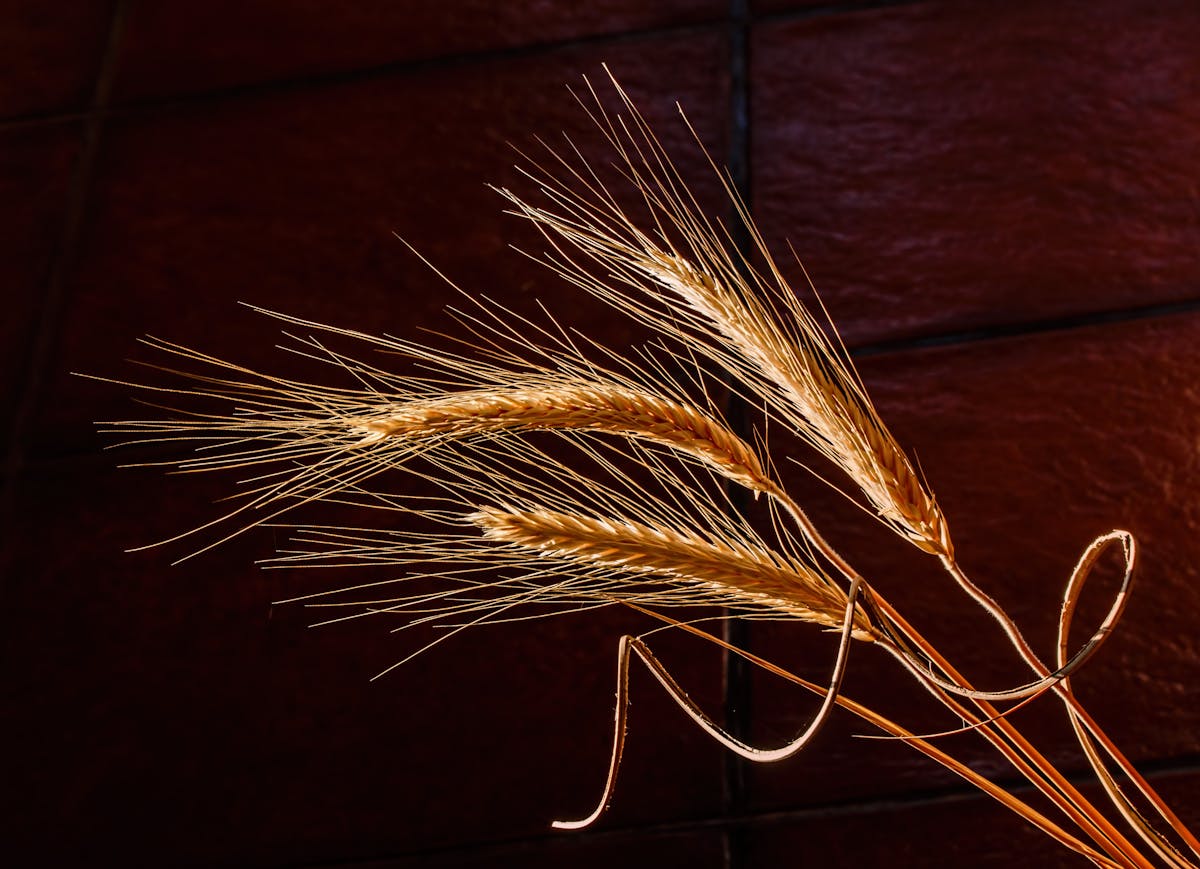 Barley Photos, Download The BEST Free Barley Stock Photos & HD Images