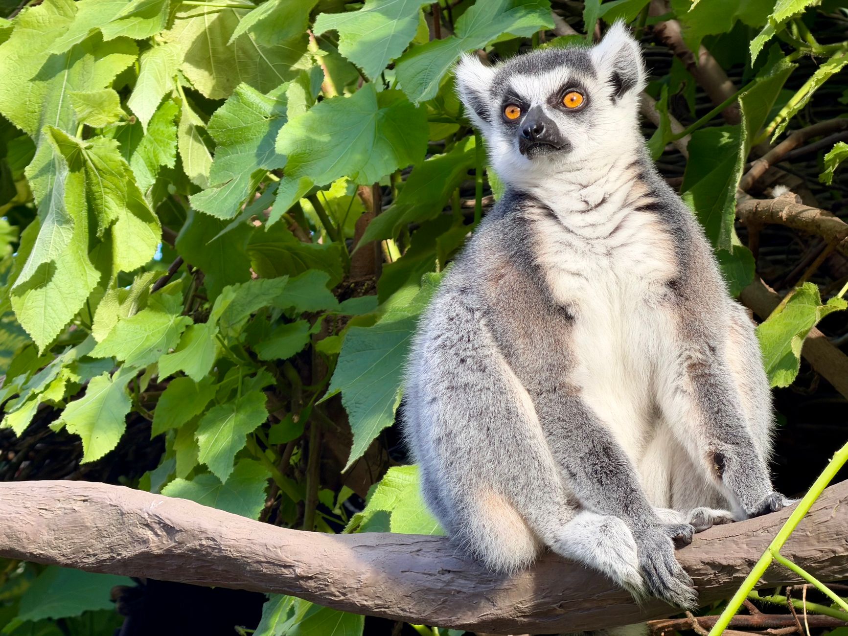Madagascar, Madagascar