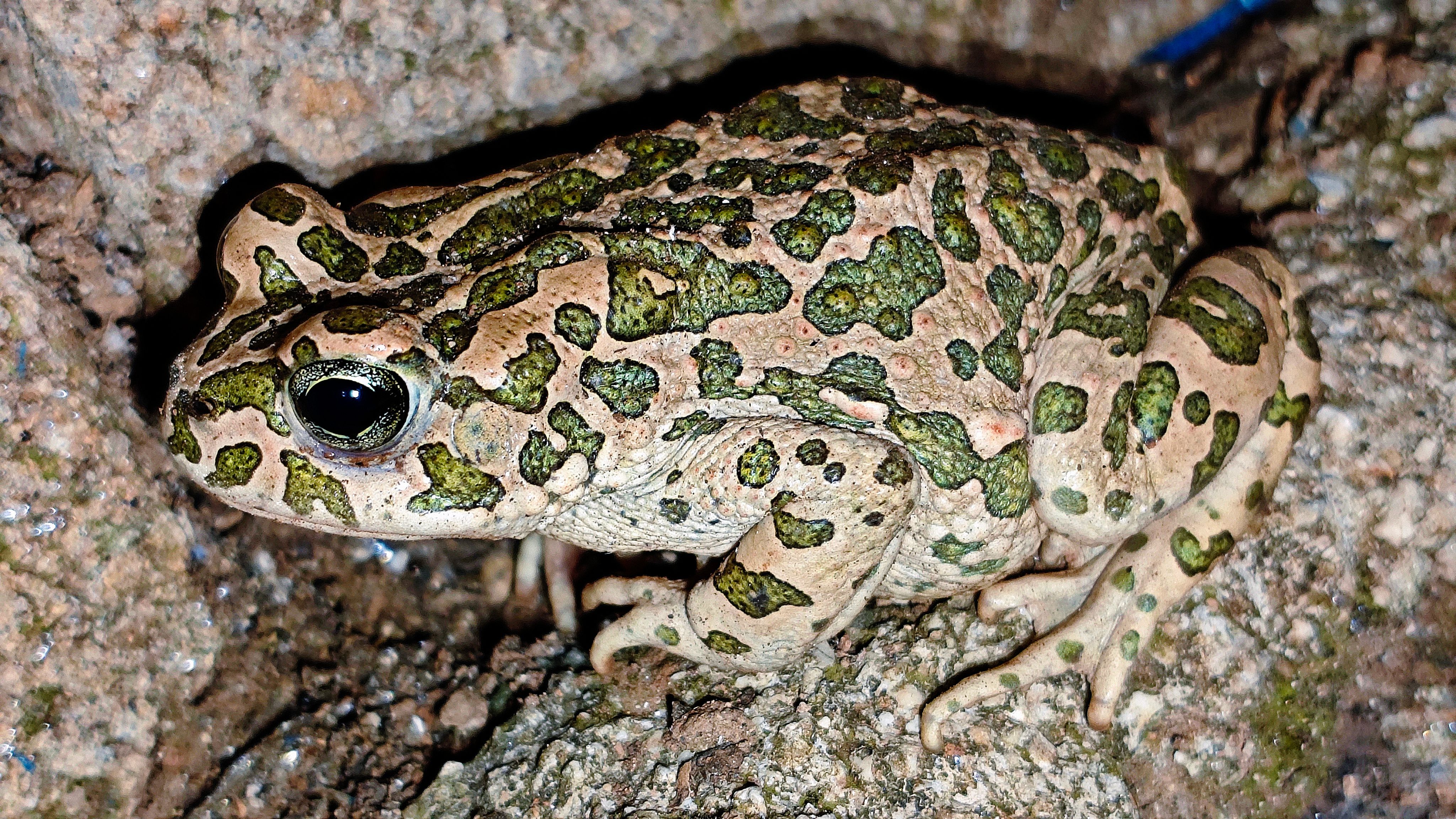 Detailed photo of a green toad with camouflaged skin on a rocky surface in Hatay, Türkiye.