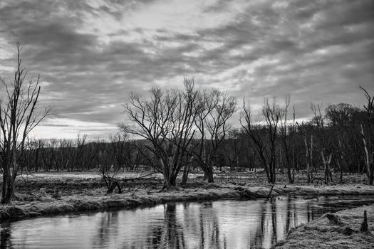 Dramatic black and white landscape featuring leafless trees and a reflective stream in Tell, Wisconsin.