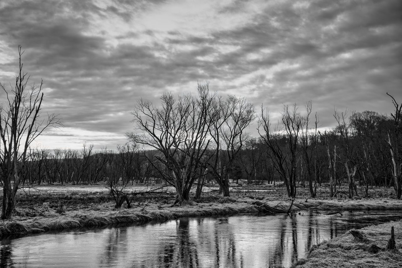 dramatic black and white landscape featuring leafless trees and a refl