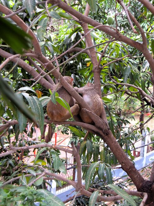 Free stock photo of mango tree, monkeys Stock Photo