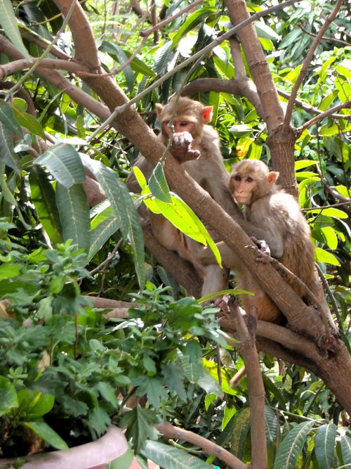 Free stock photo of monkeys Stock Photo