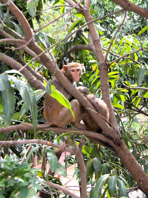Free stock photo of monkeys Stock Photo