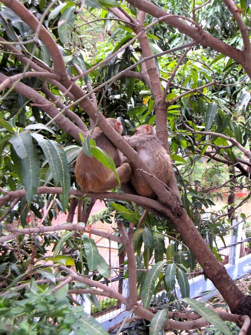 Free stock photo of monkeys Stock Photo