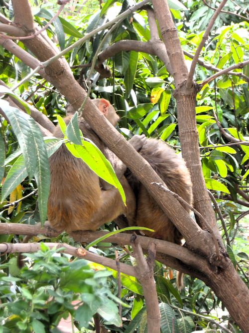 Free stock photo of monkeys Stock Photo