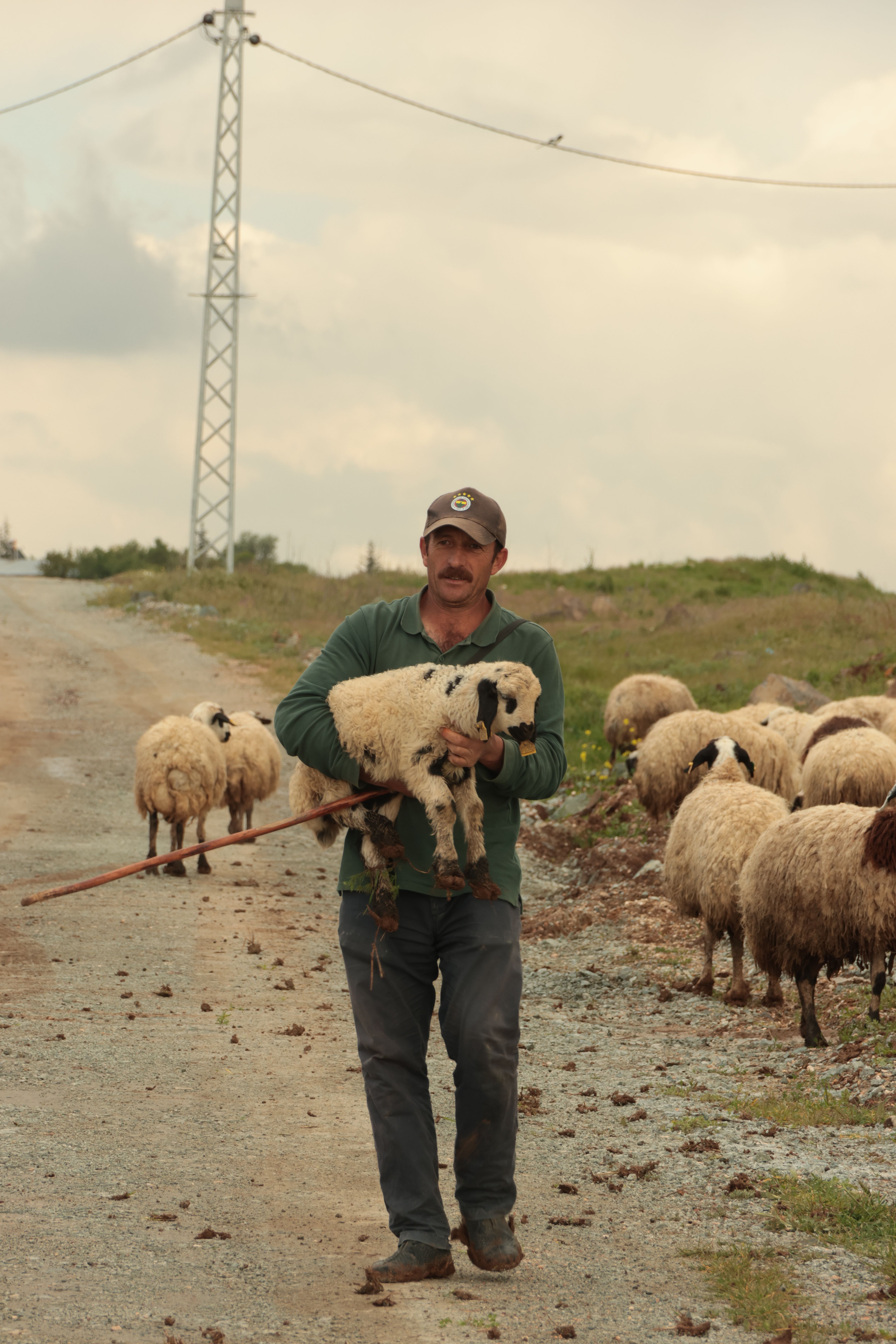 A shepherd carries a lamb while tending sheep on a countryside road.