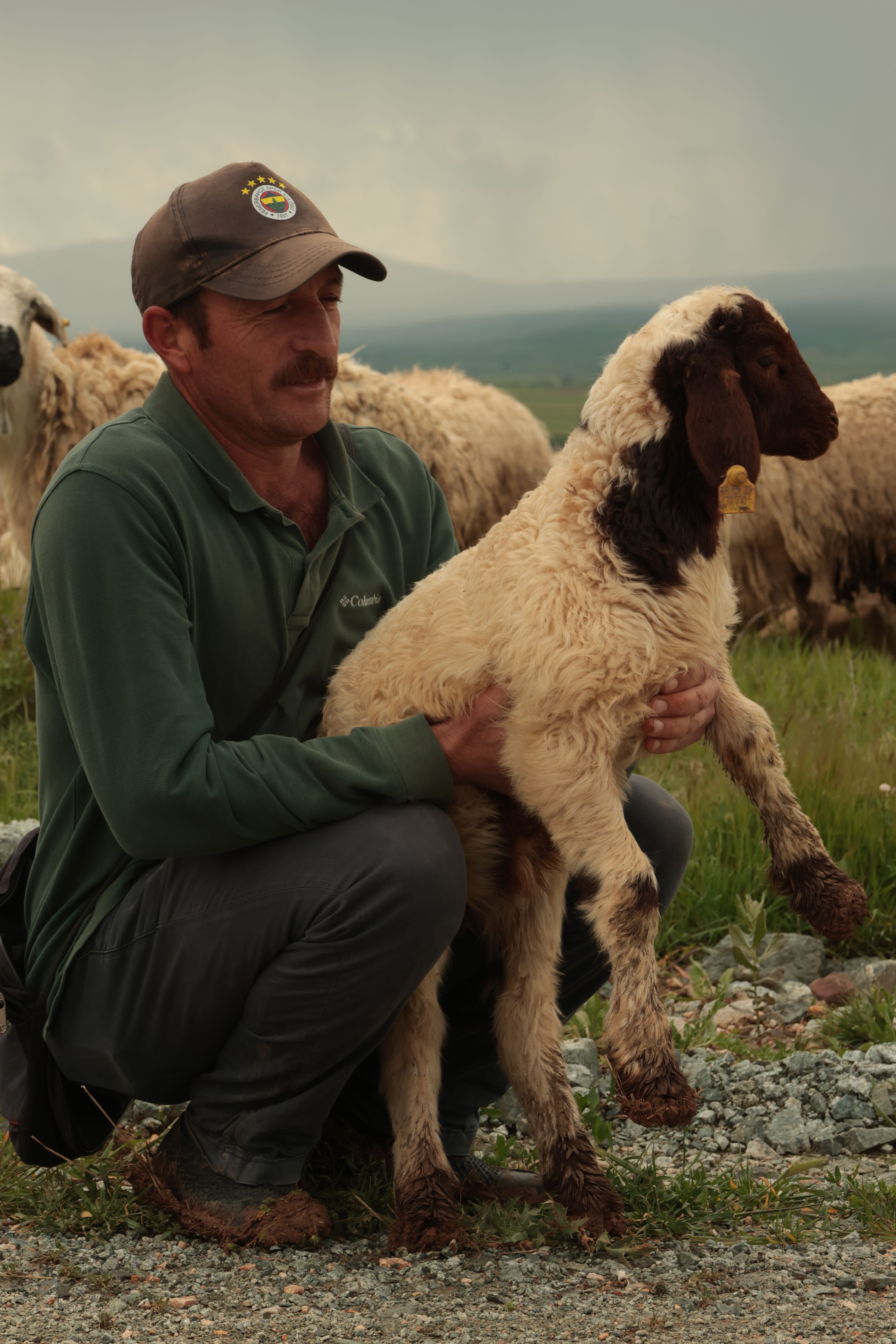 A shepherd kneels in a field holding a lamb, surrounded by a flock of sheep.