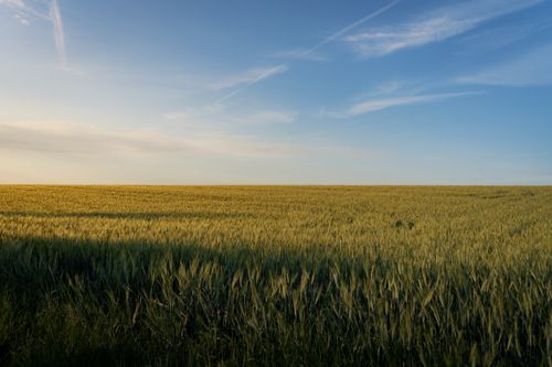 Free Expansive golden wheat field under a blue sky during sunset in Schwechat, Austria. Stock Photo