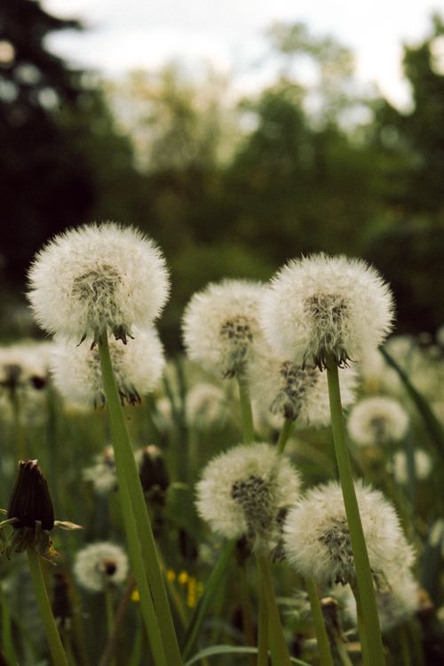 Free Beautiful close-up of dandelion seed heads in a lush green meadow, perfect for nature themes. Stock Photo