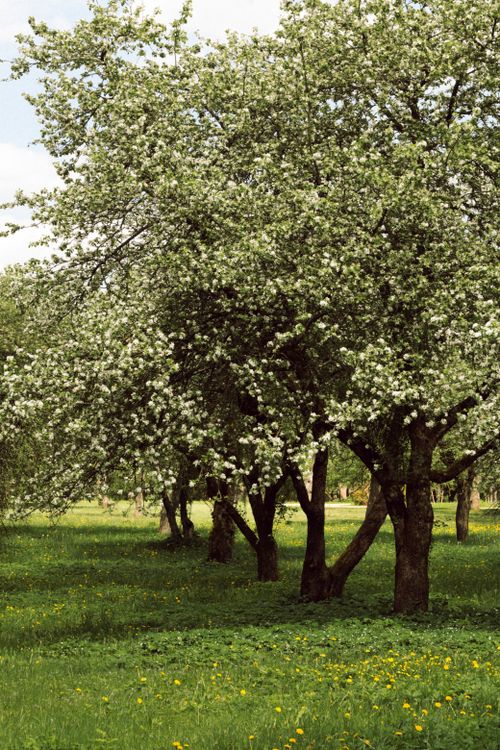 Young orchard planting — photo by Morlaiim on Pexels