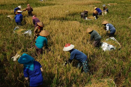 Free Aerial view of farmers in traditional hats harvesting rice in a lush green paddy field under bright sunlight. Stock Photo
