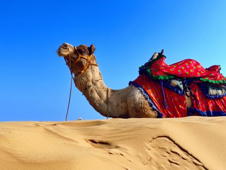 Jaisalmer camel safari with dune dinner — Rajasthan