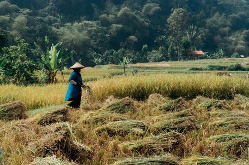 Free A farmer wearing a conical hat gathers rice in a scenic rural field surrounded by dense greenery. Stock Photo