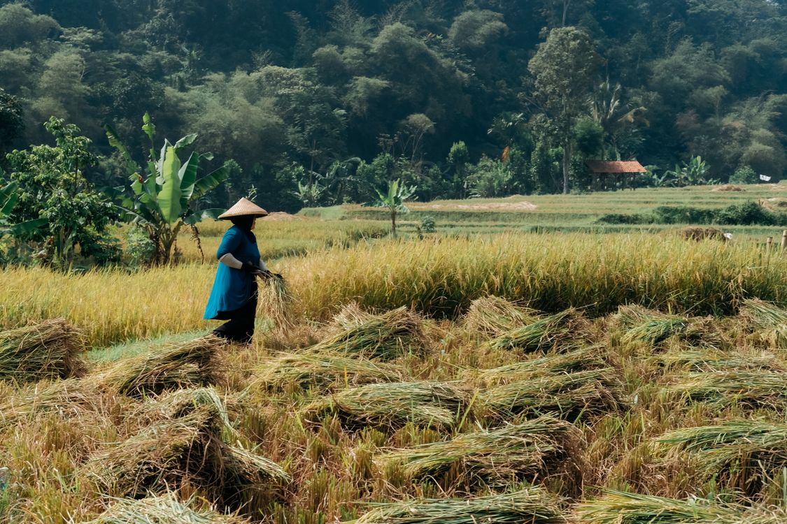 Traditional Farmer Harvesting in Lush Rice Field · Free Stock Photo