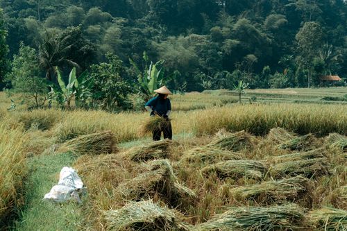 Free A farmer wearing a traditional hat harvesting rice in a tropical field. Stock Photo
