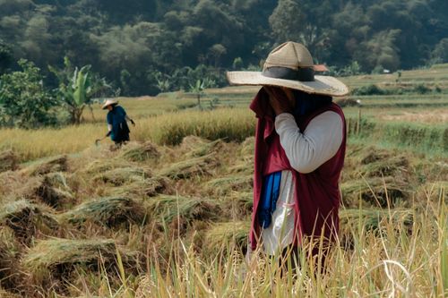 Free Farmers in straw hats harvesting rice in a scenic field during the day. Stock Photo