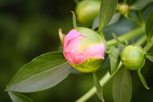 Free Detailed image of a pink peony bud on a green background, highlighting natural beauty. Stock Photo