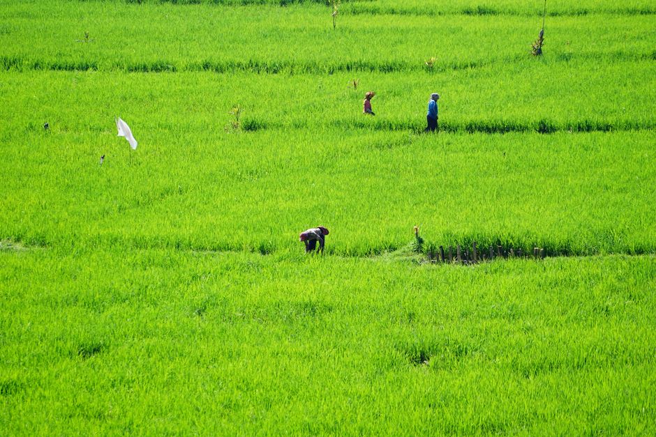Potensi Pertanian Polewali: Menjaga Kelestarian Lumbung Padi Sulawesi Barat