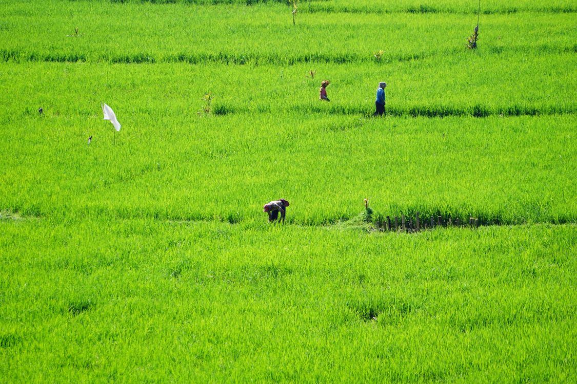 Farmers Working in Lush Indonesian Rice Fields · Free Stock Photo