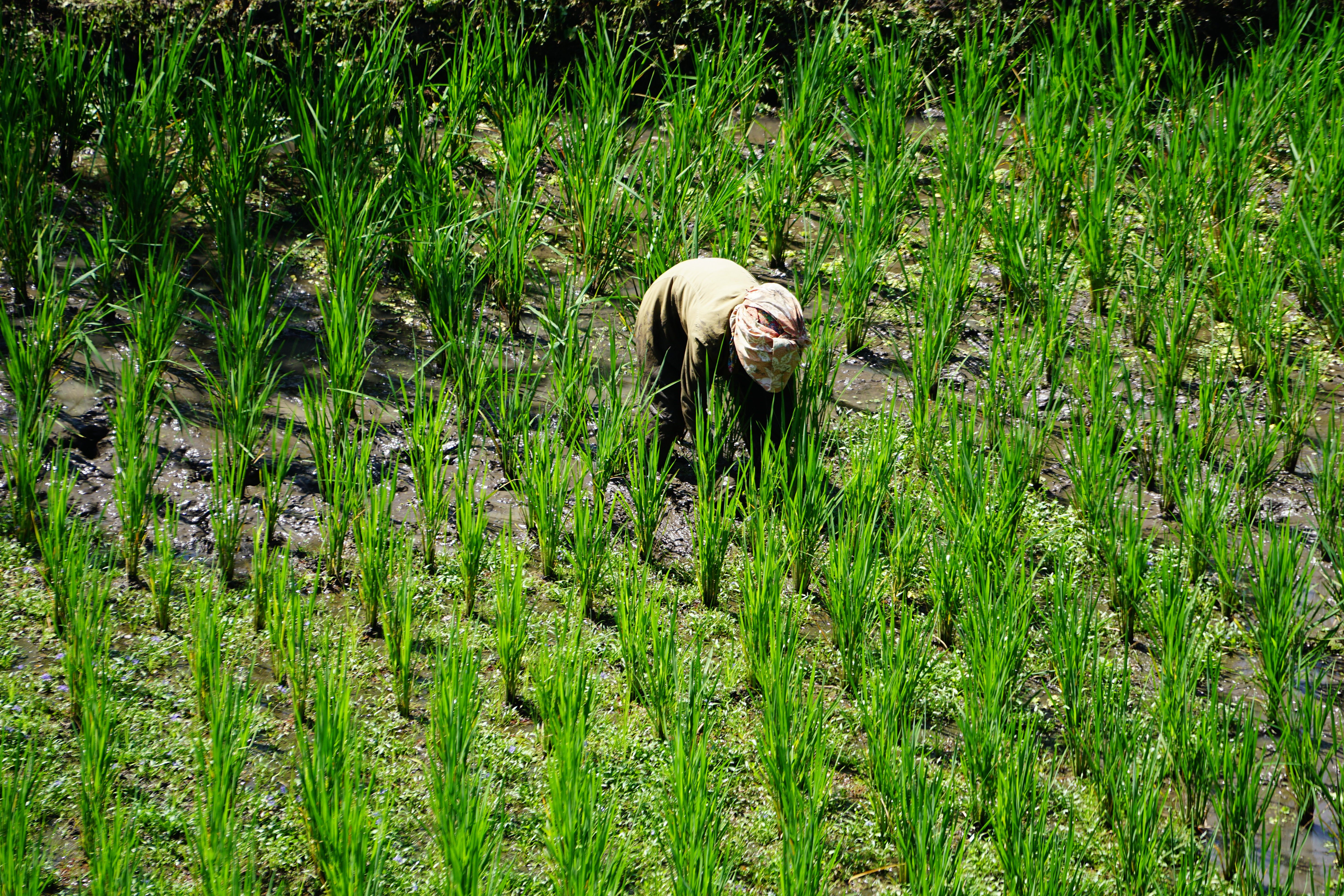 Menjelajahi Desa Wisata Sigli: Jejak Hijau Sawah Terasering yang Menakjubkan