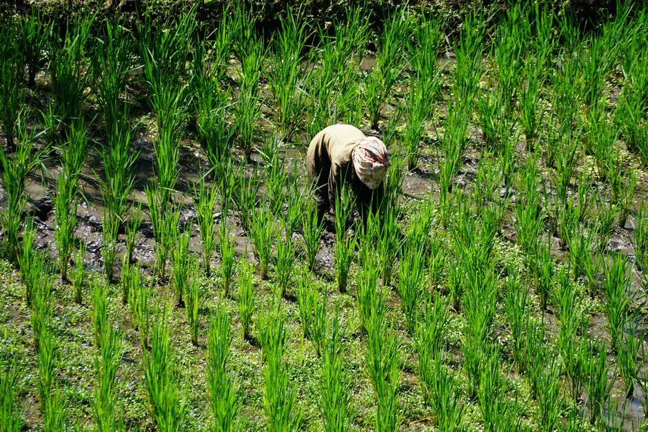 Menjelajahi Desa Wisata Sigli: Jejak Hijau Sawah Terasering yang Menakjubkan