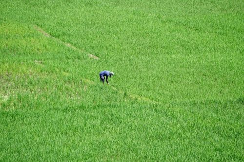Free A solitary farmer tends to a vibrant green rice field in Indonesia, showcasing traditional agriculture. Stock Photo