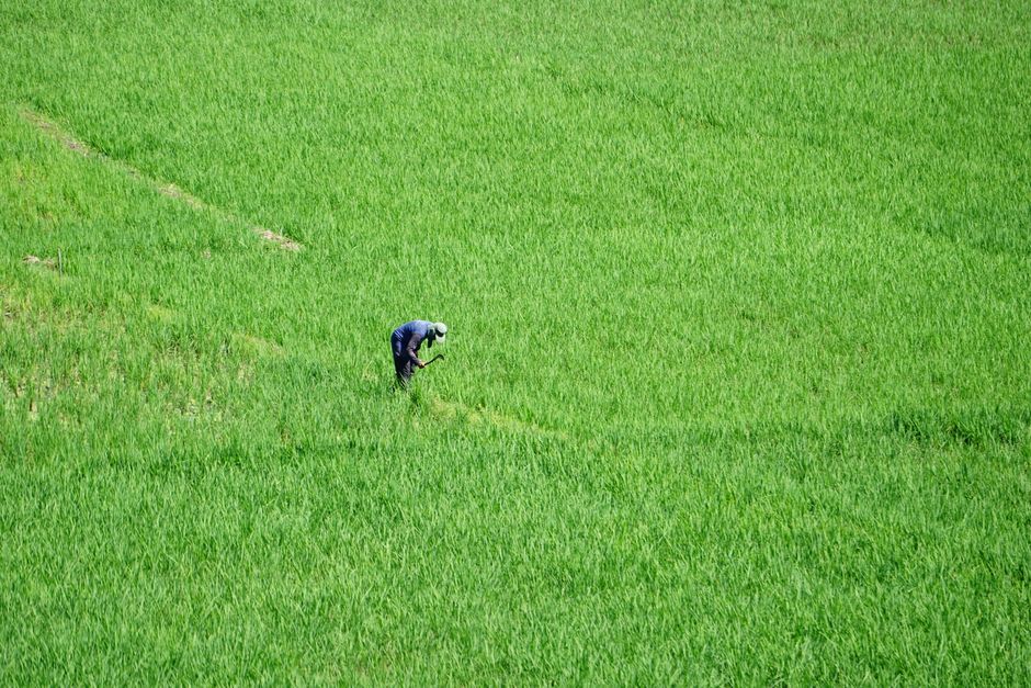 A lone farmer tending to lush green rice fields in Indonesia, showcasing traditional agriculture.