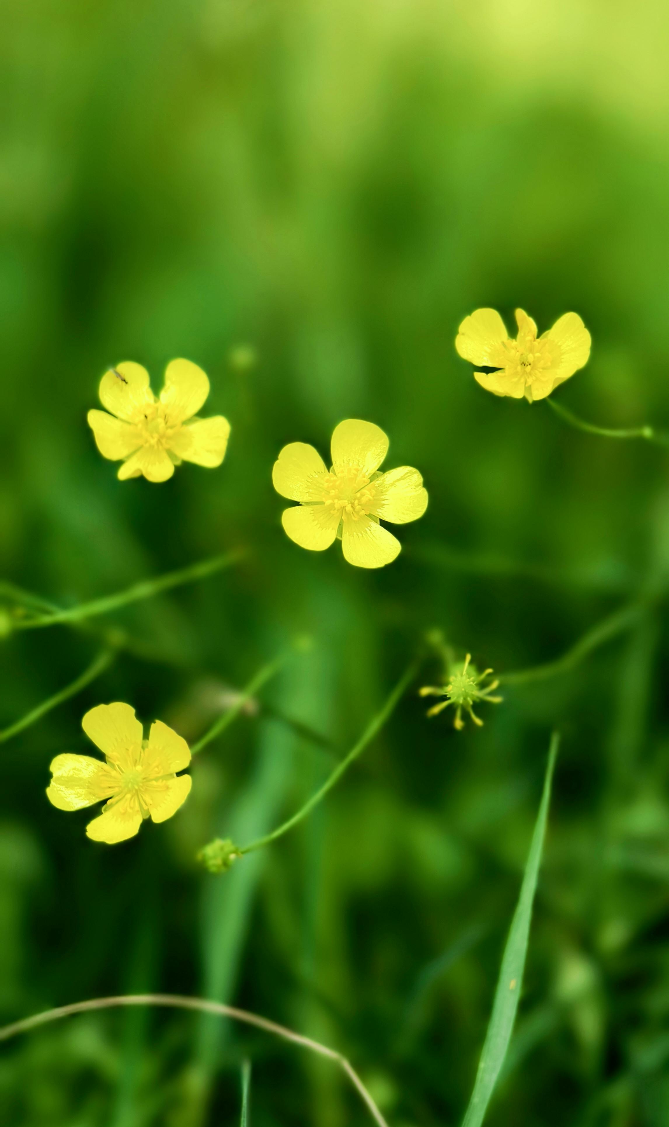 бесплатная Бесплатное стоковое фото с 'крошечные цветы', ranunculus acris, yellow Стоковое фото