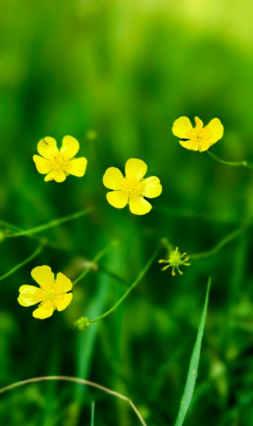 бесплатная Бесплатное стоковое фото с 'крошечные цветы', ranunculus acris, yellow Стоковое фото