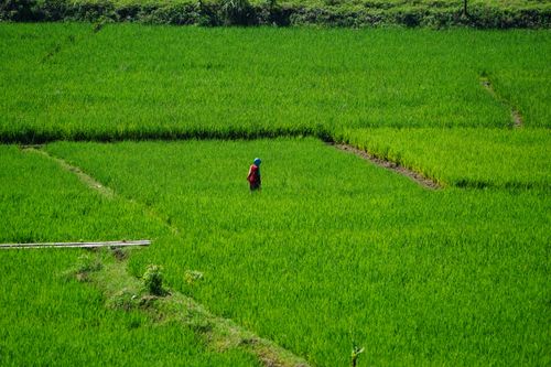 Free A solitary farmer wearing a red shirt works in a vast, vibrant green rice field under clear skies. Stock Photo