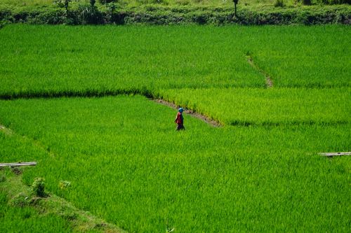 Free Aerial view of a person walking through vibrant green rice fields on a sunny day. Stock Photo