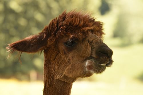 Free A warm, detailed profile view of a brown alpaca in a sunny outdoor setting highlighting its unique features. Stock Photo