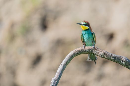 bird photo