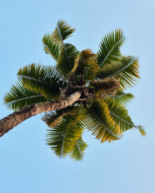 Free View from below of a lush palm tree with green fronds against a clear blue sky. Stock Photo