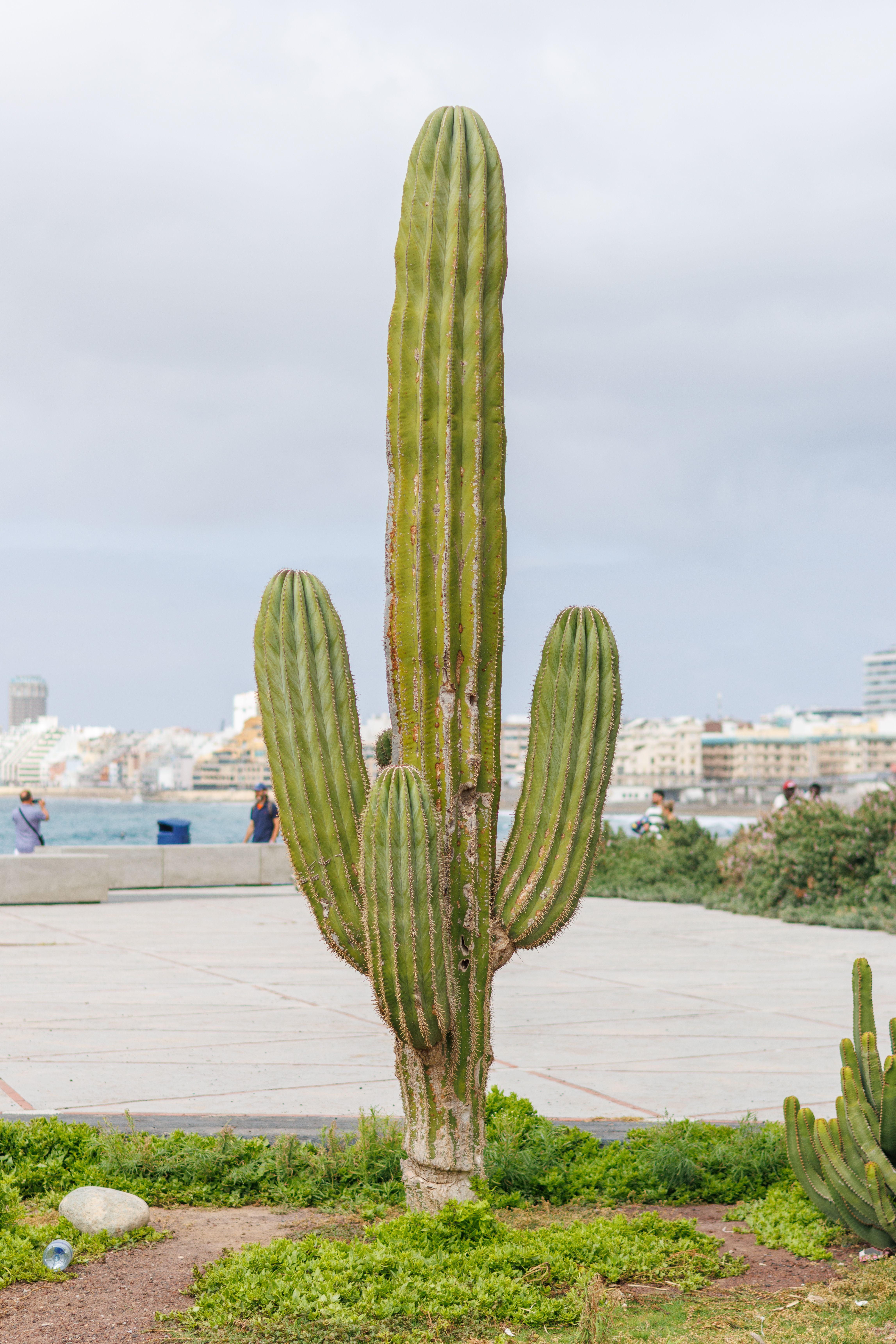 San Pedro Cactus Photos, Download The BEST Free San Pedro Cactus Stock  Photos & HD Images