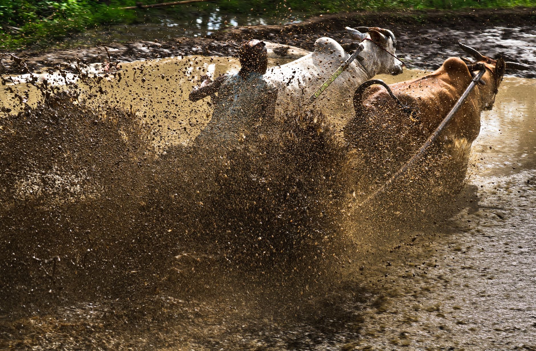 Exciting Pacu Jawi bull racing event in muddy paddies of West Sumatra, Indonesia.