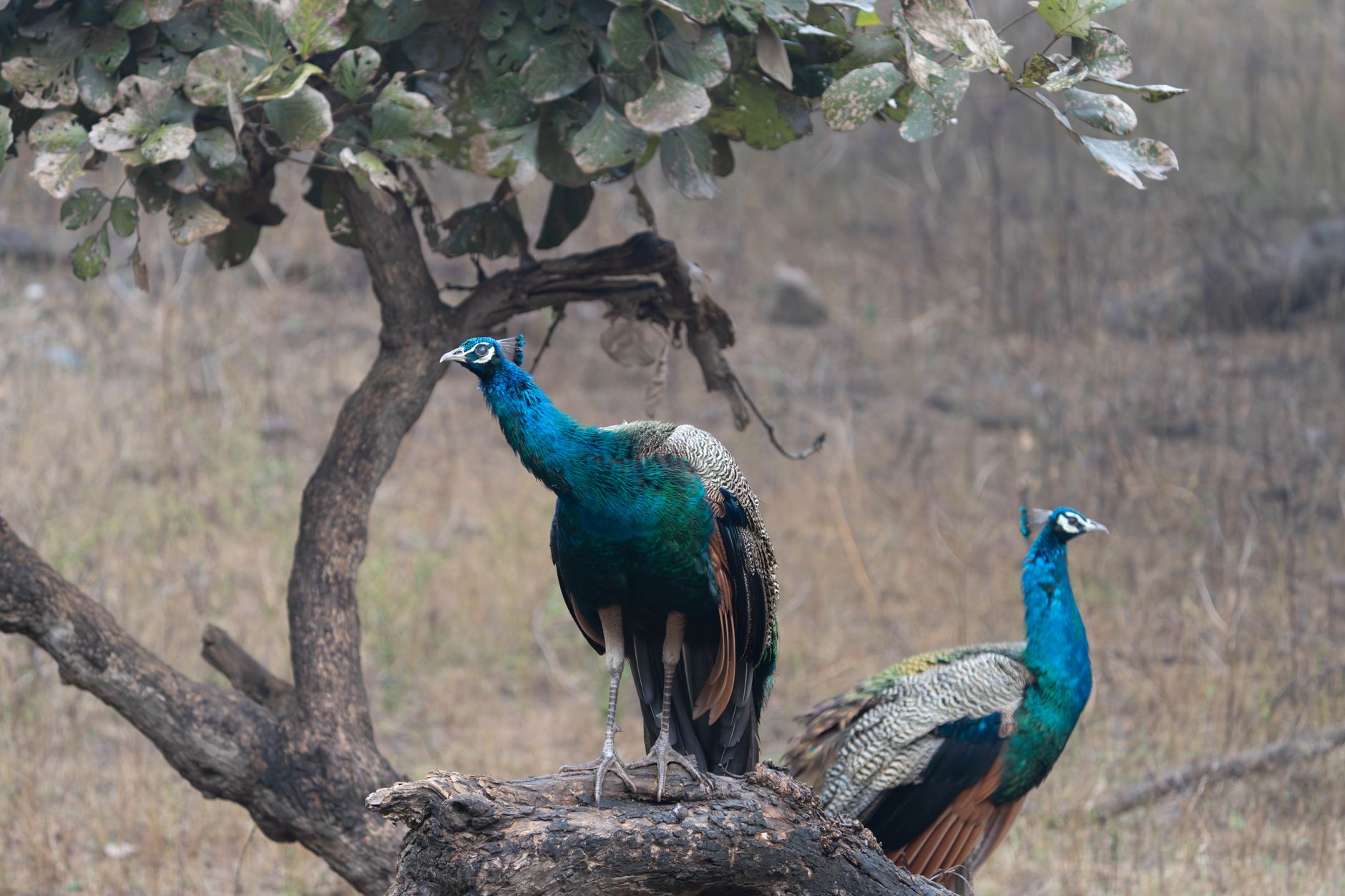Two male peacocks sitting on a tree branch displaying their vibrant plumage in a natural outdoor setting.